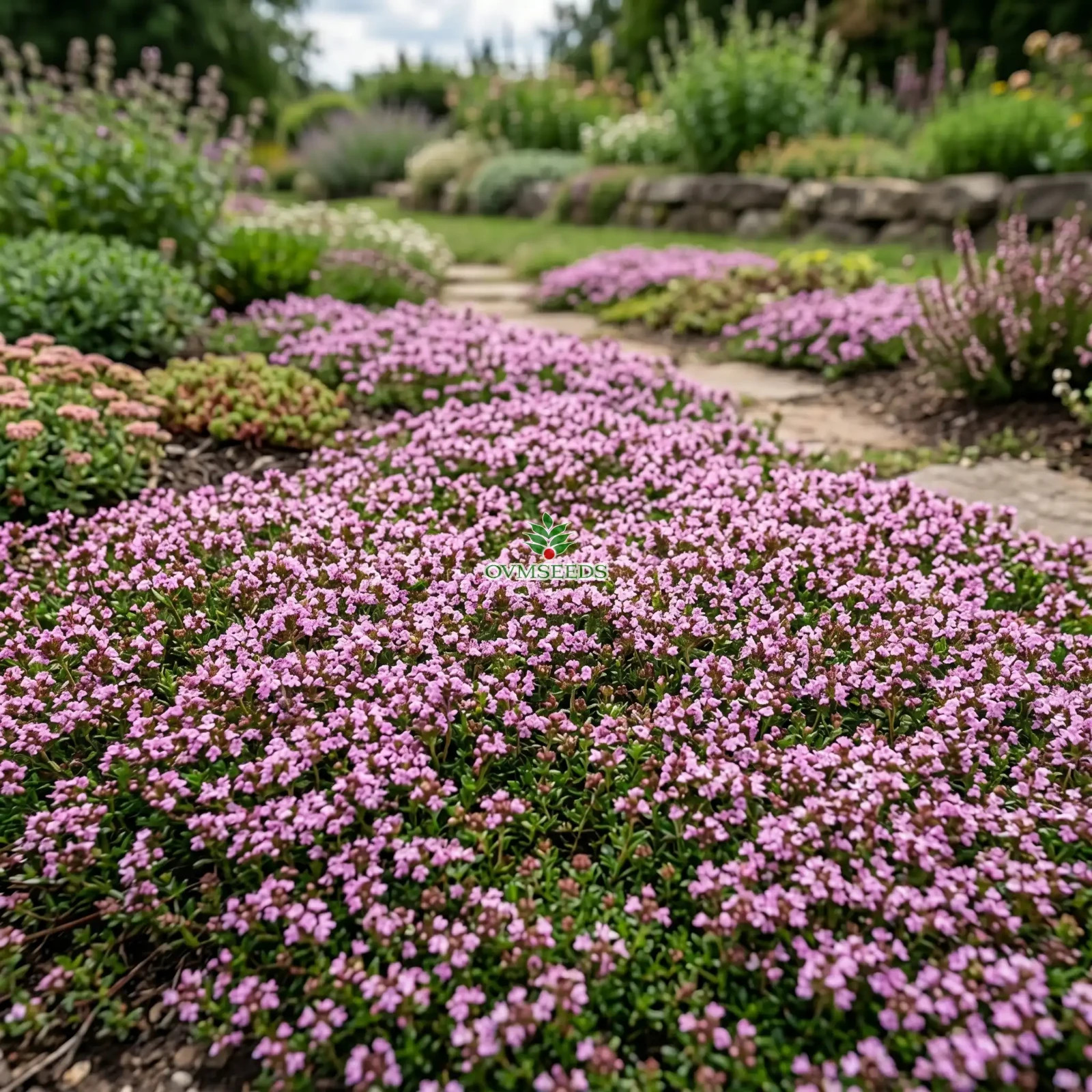 CREEPING THYME GROUND COVER Thymus Serpyllum - 150,000 Bulk Seeds