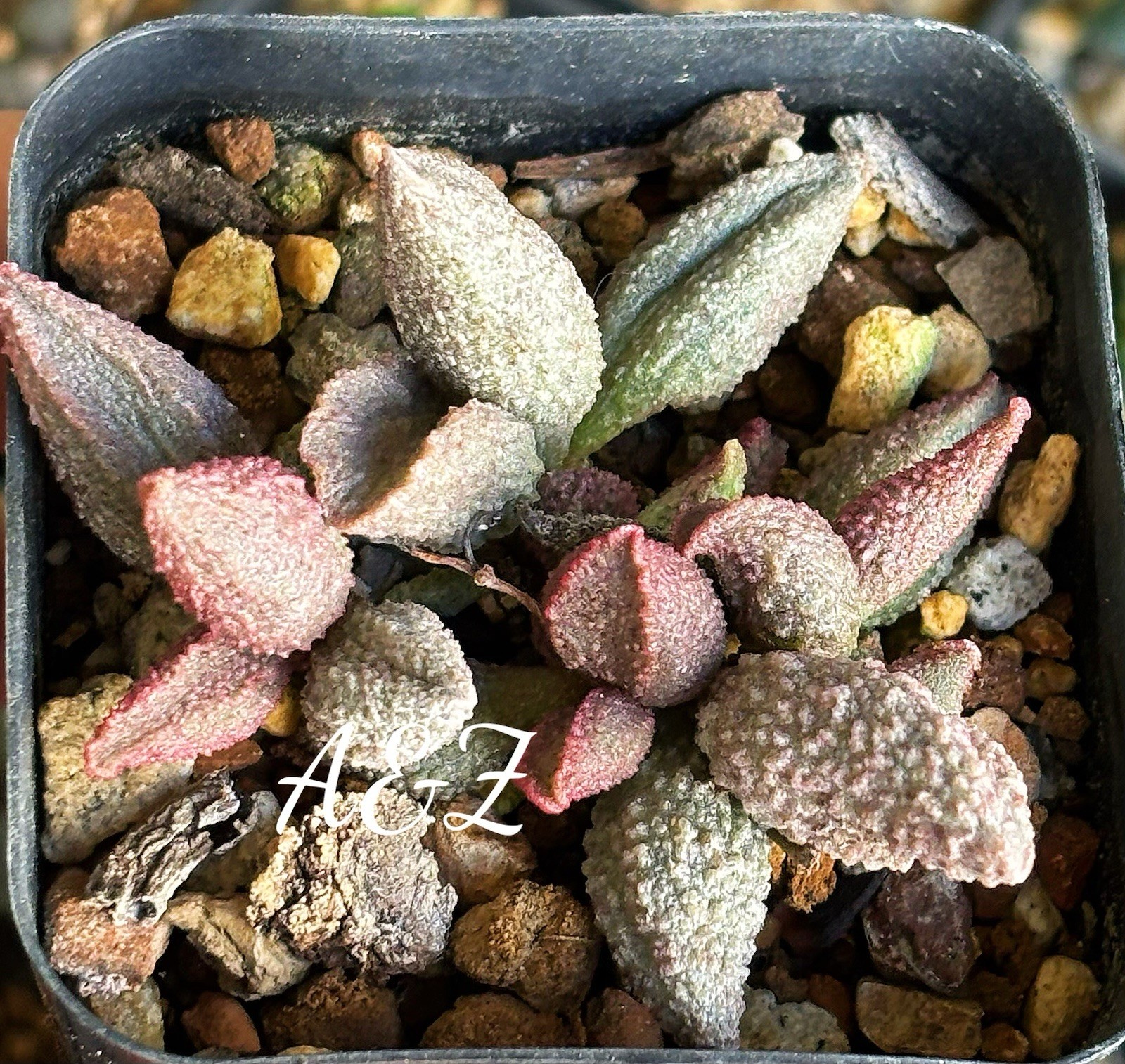 adromischus Hybrid in 2”pot adromischus Hybrid in 2”pot