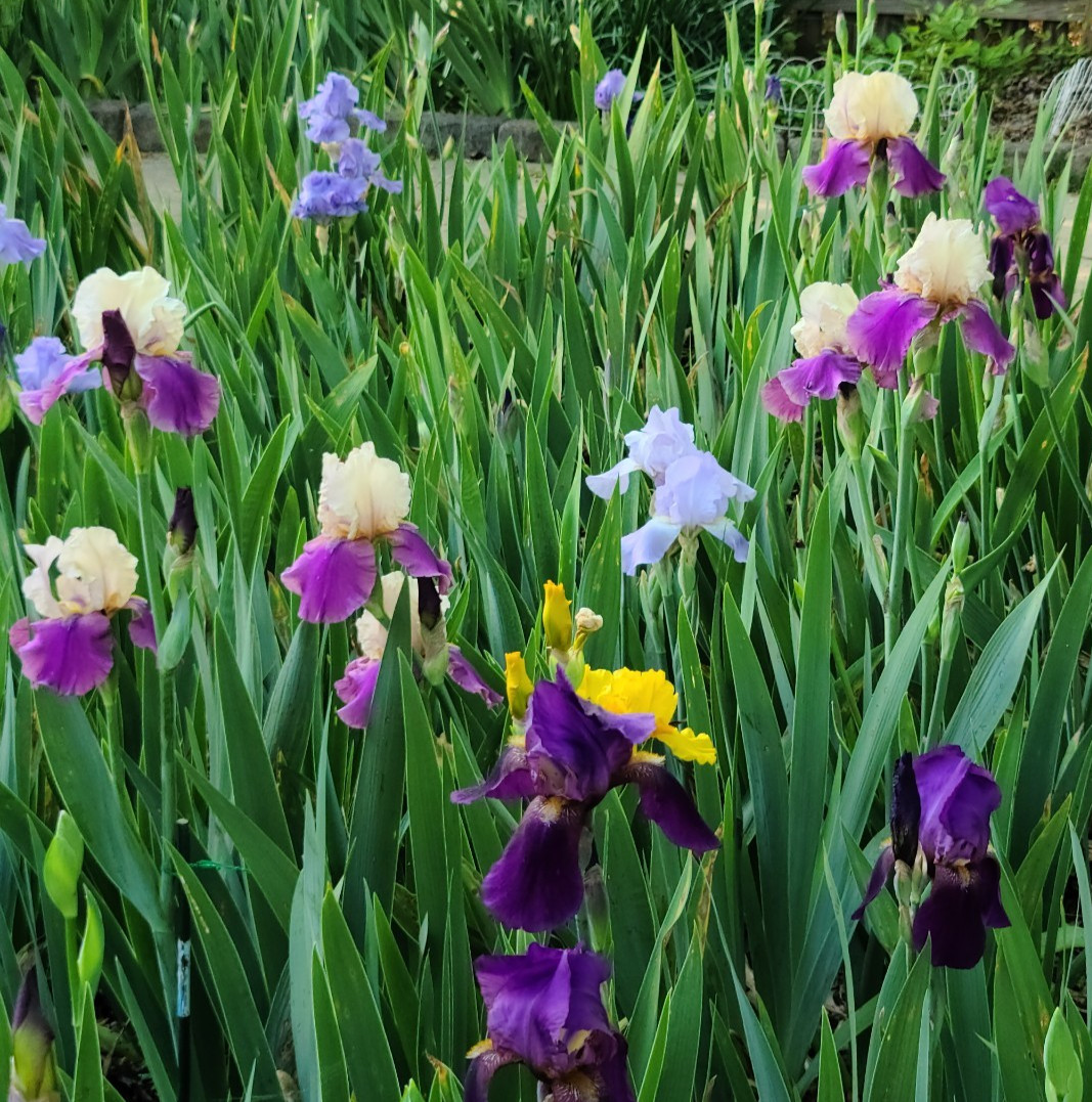 20x Starter Bulb/Rhizomes - MIXED VARIETIES/COLORS BEARDED IRIS - FRESH