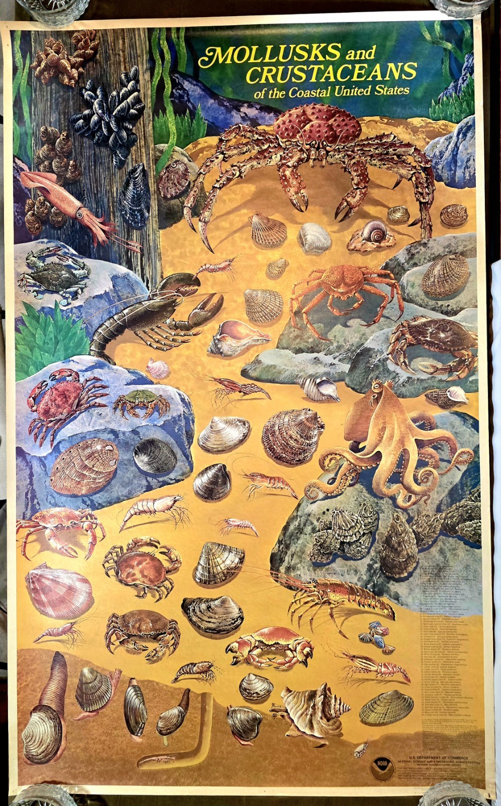 Vintage 1978 Mollusks and Crustaceans of the Coastal United States NOAA Poster