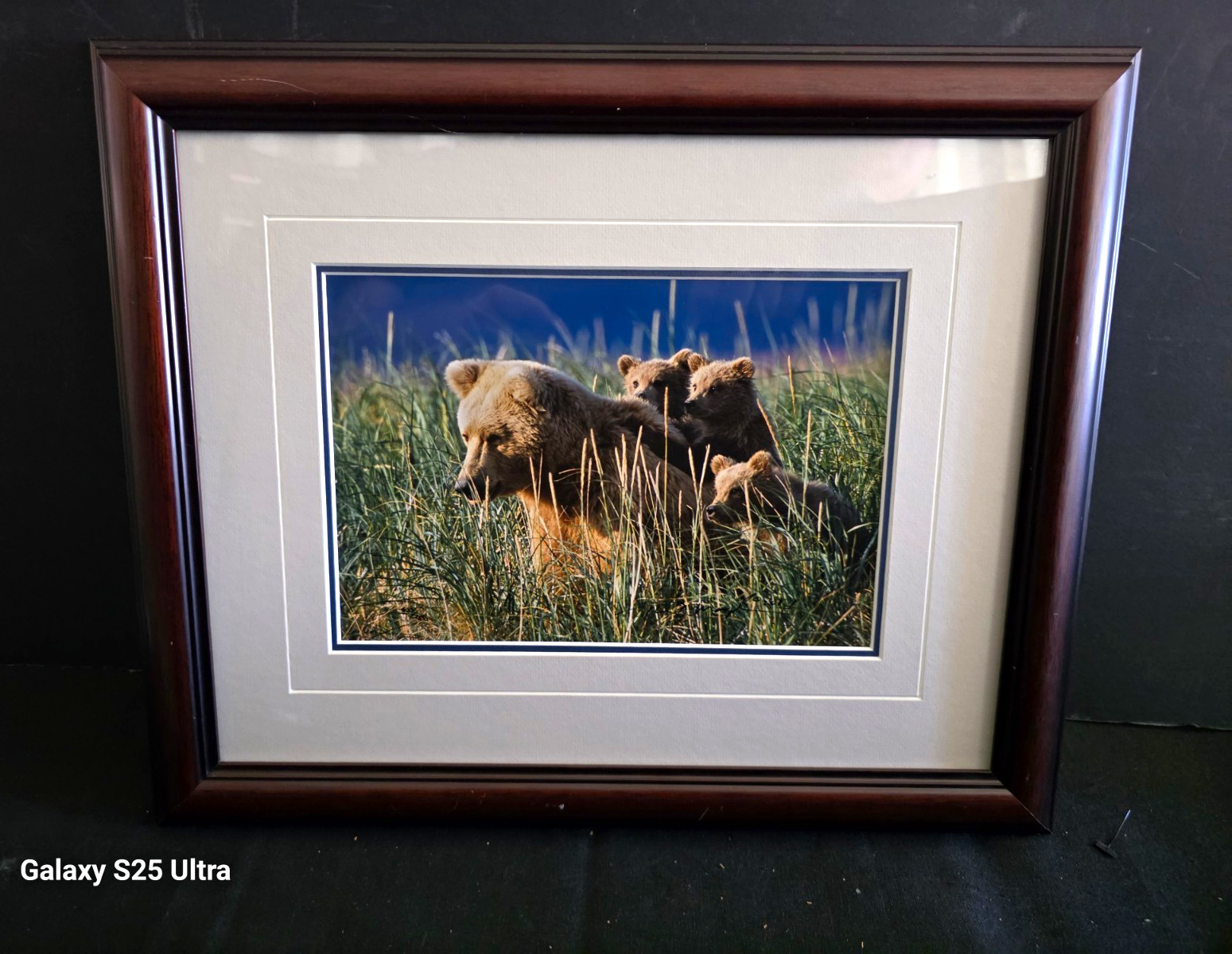 Thomas Mangelsen Signed Print Framed Bear Photo Ltd Ed 459 Grizzly Wildlife Art Thomas Mangelsen Signed Print Framed Bear Photo Ltd Ed 459 Grizzly Wildlife Art