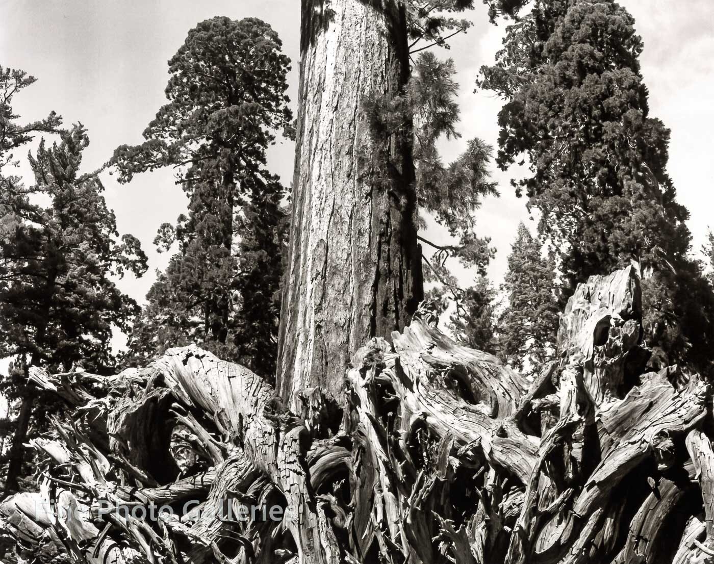 1944/80 Vintage ANSEL ADAMS Landscape Yosemite Redwood Roots Tritone Photo Art