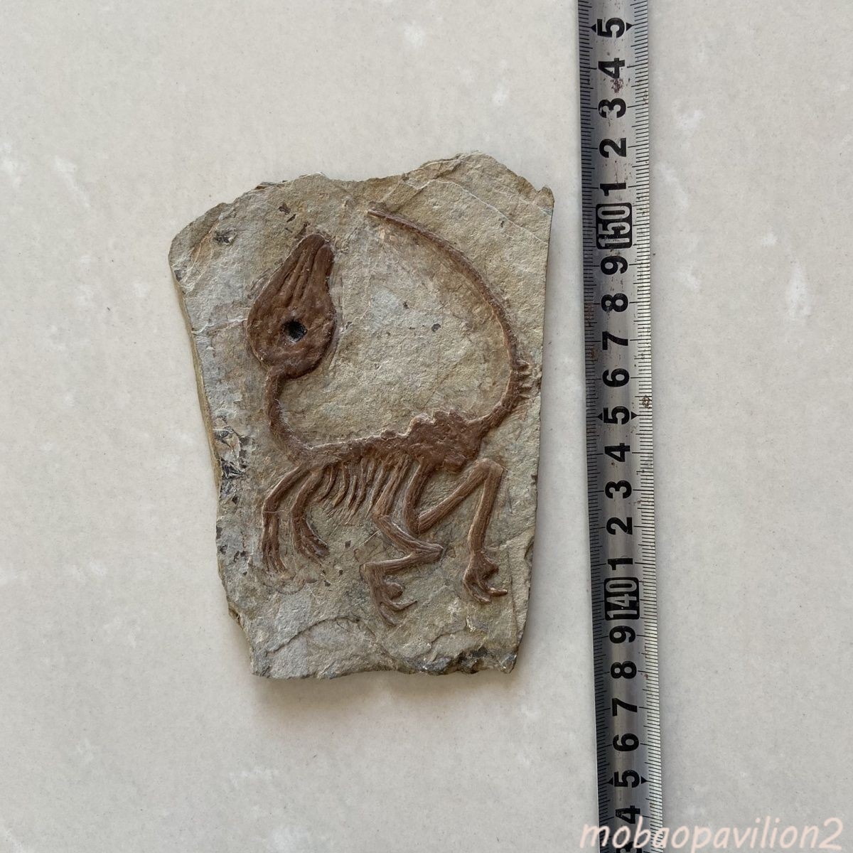 Old Real Fossil Rare Best Triassic Keichousaurus Collection