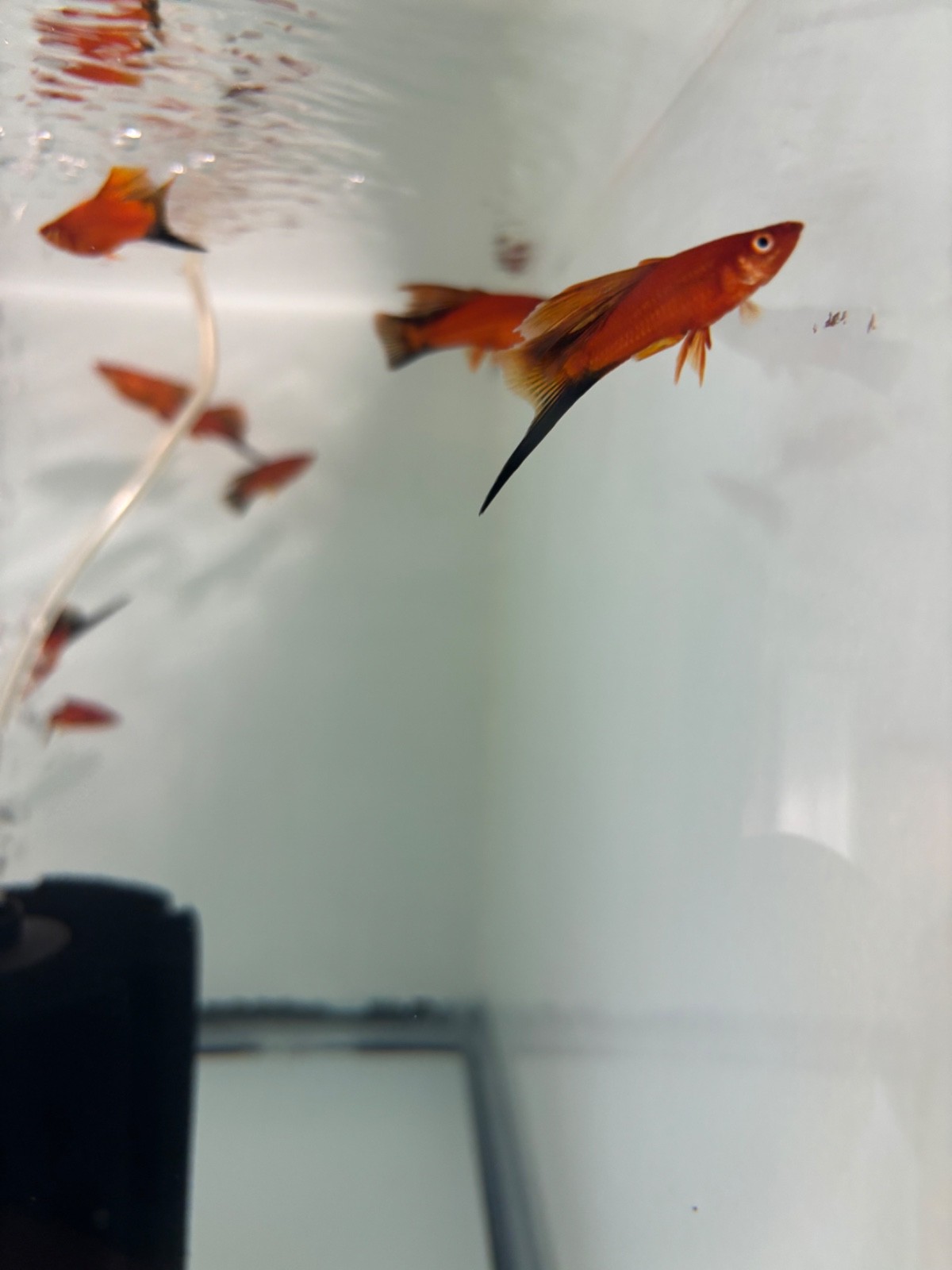 High quality RARE red wag cauliflower swordtail pair USA SELLER High quality RARE red wag cauliflower swordtail pair USA SELLER