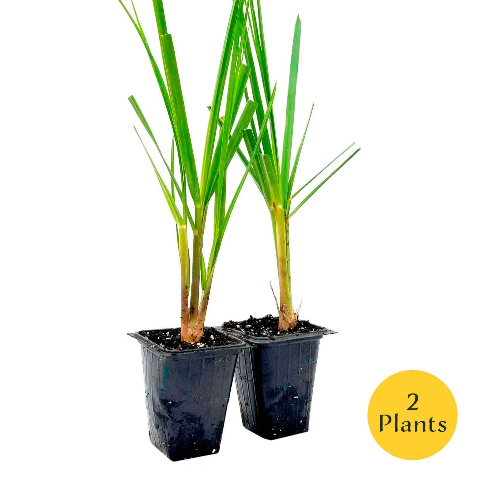 Dwarf White Pampas Grass (Cortaderia selloana ‘Pumila’) in 3.5\