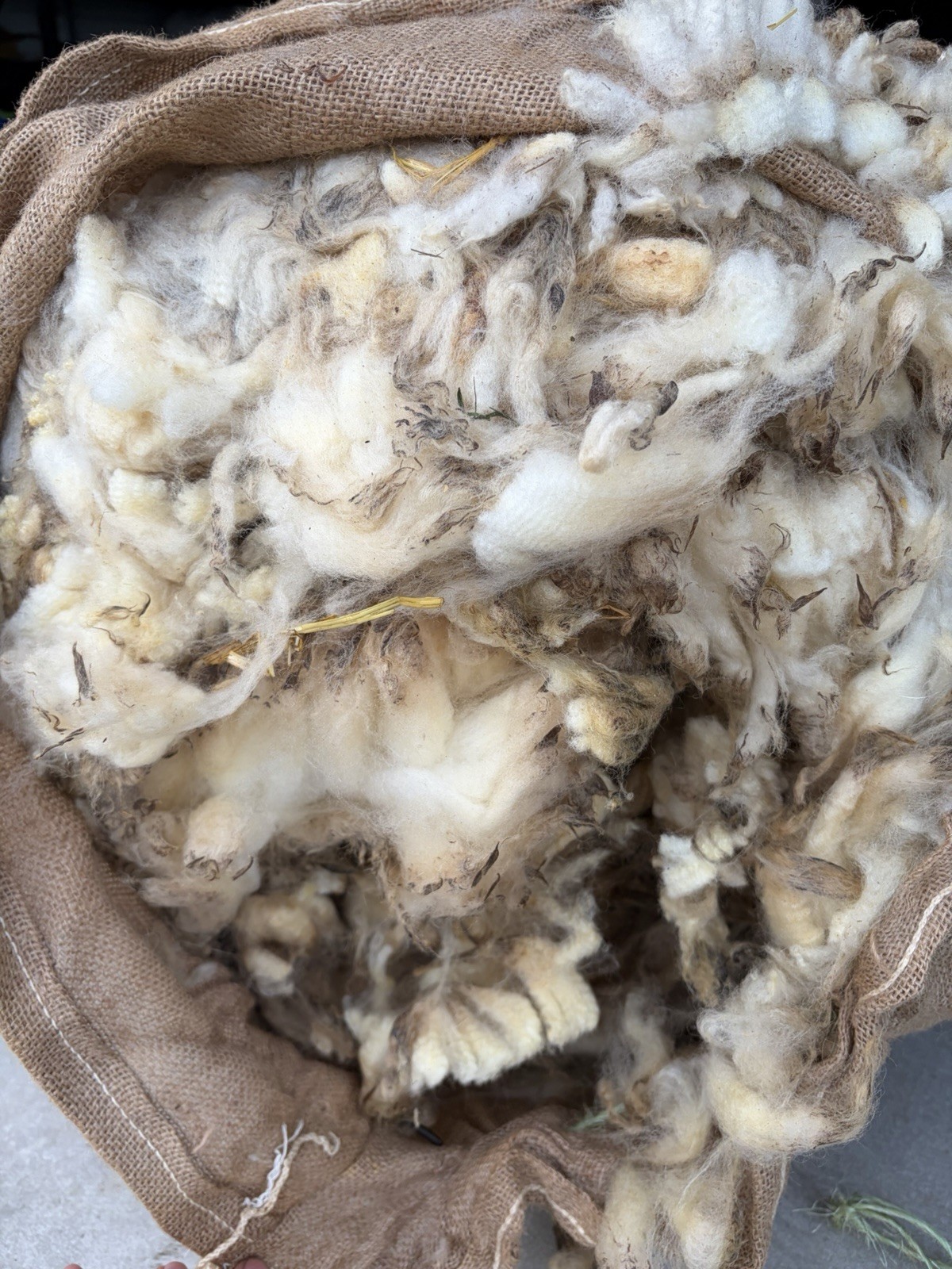 Raw Local Organic Unprocessed Uncleaned Texel Sheep Wool Ohio Sheeps