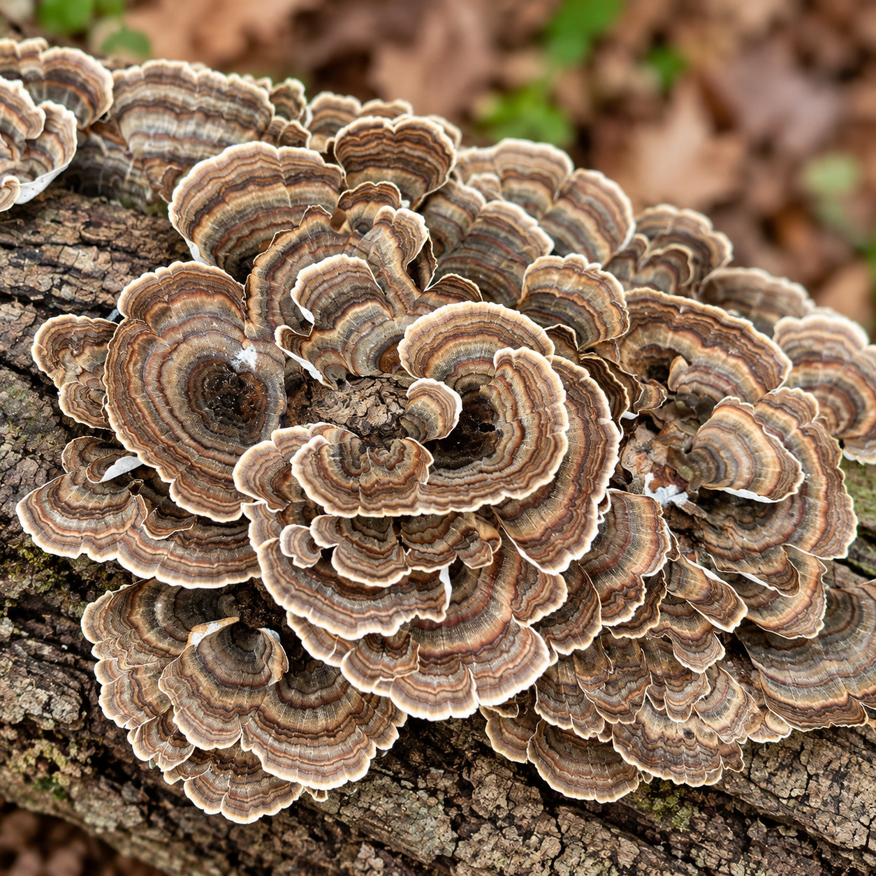 Turkey Tail Mushroom Trametes Versicolor Dried Natural 100g Wildcrafted Herb