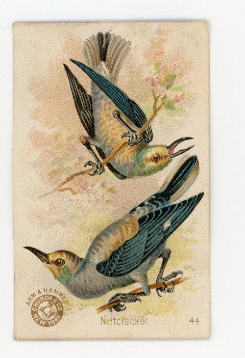 1880s-90s Arm & Hammer Beautiful Birds Nuttcracker Trade Card F210