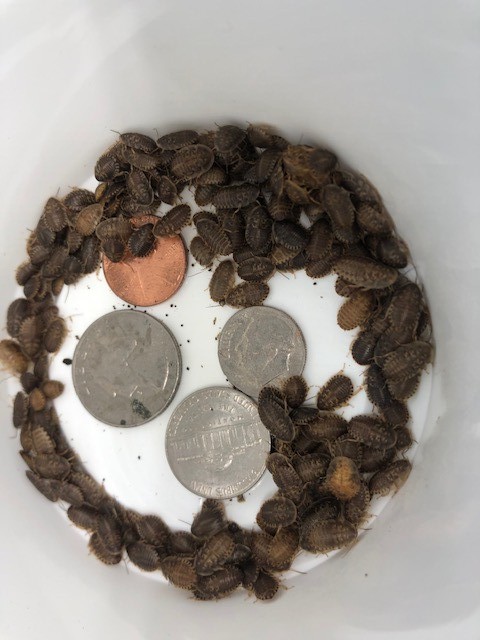 Dubia Feeder Roaches Arboreal Attitudes LLC  (Blaptica Dubia)