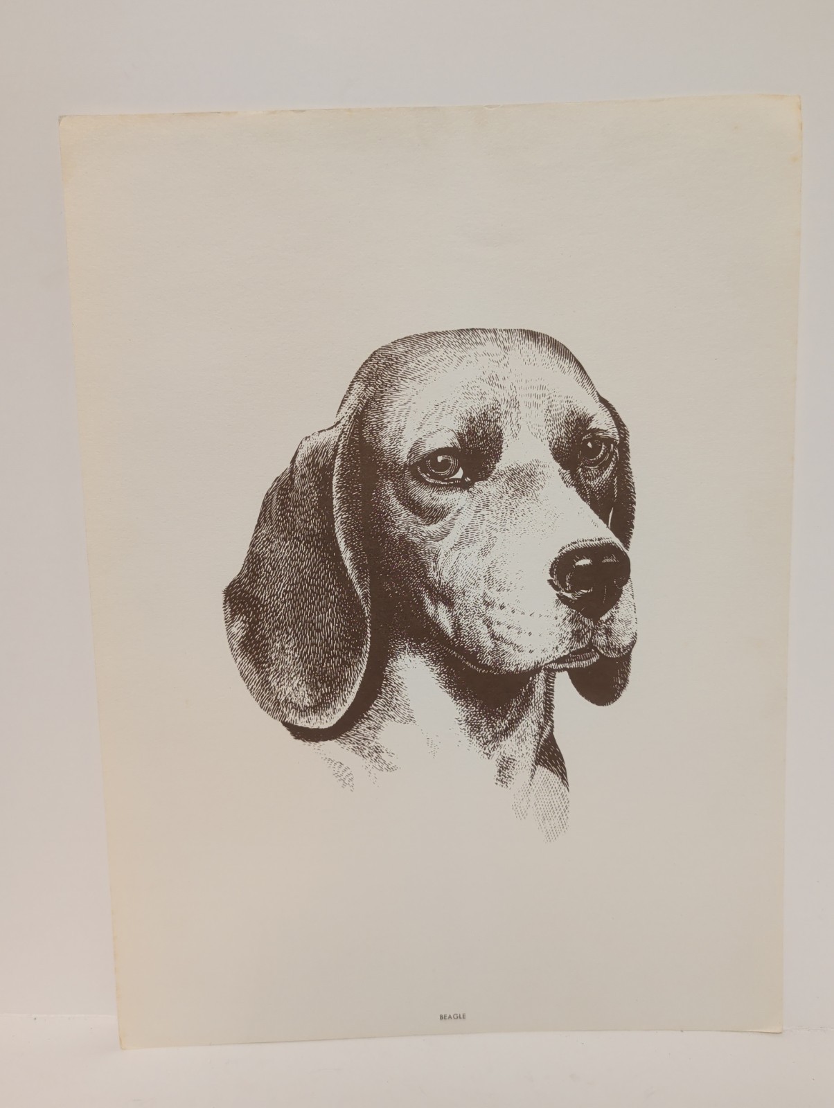 Vintage Beagle Portrait Purina Dog Chow 8 5/8\ Vintage Beagle Portrait Purina Dog Chow 8 5/8\