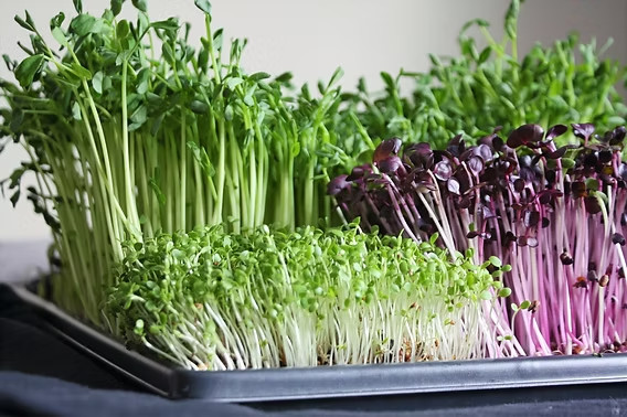 Fresh MICROGREEN Seeds | Fresh Heirloom Non GMO Sprouting Seeds