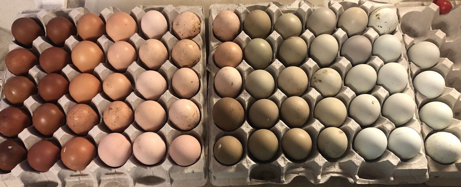 Hatching Eggs RAINBOW LAYERS 6+ Rare Ayam Cemani / Marans / Olive Eggers +NPIP