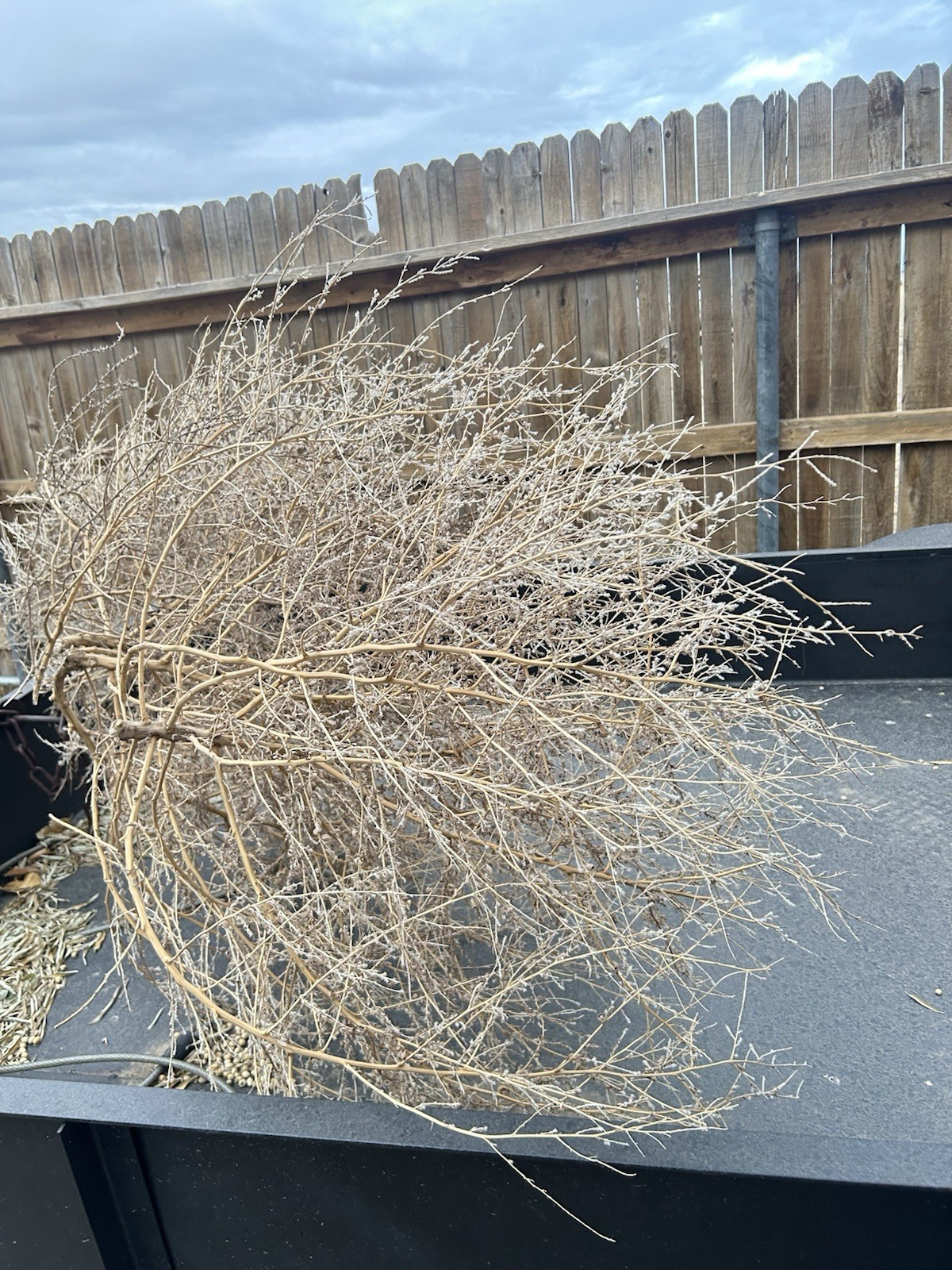 Southern Colorado Authentic Tumbleweed Tumble Weeds Tumbleweeds. Extra Large Southern Colorado Authentic Tumbleweed Tumble Weeds Tumbleweeds. Extra Large