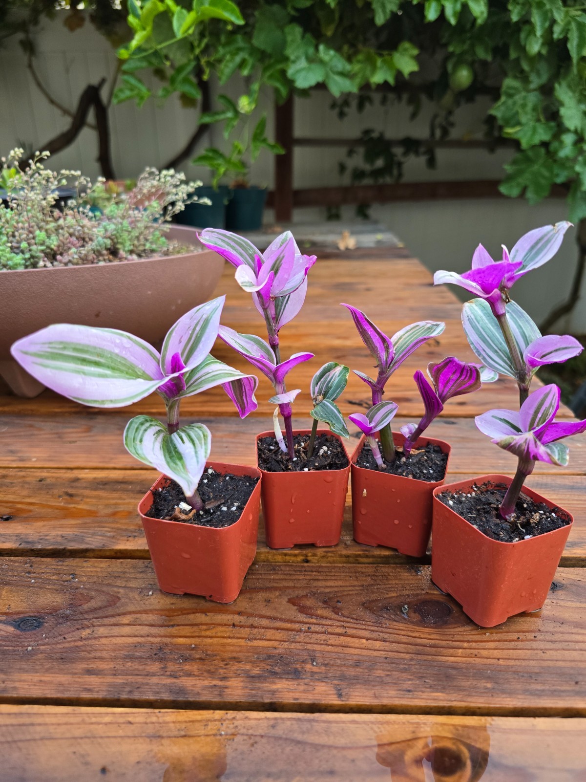 2 Rare Pink Tradescantia Nanouk Wandering Jew  Live Indoor Plants  in 2\