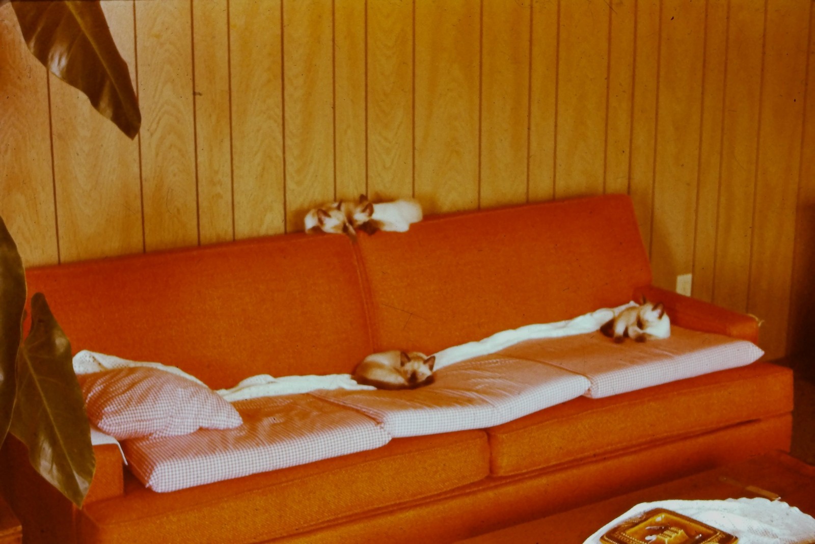 c1970's 35mm Slide, Mid Century Orange Sofa, Small Dogs, Wood Paneling c1970's 35mm Slide, Mid Century Orange Sofa, Small Dogs, Wood Paneling