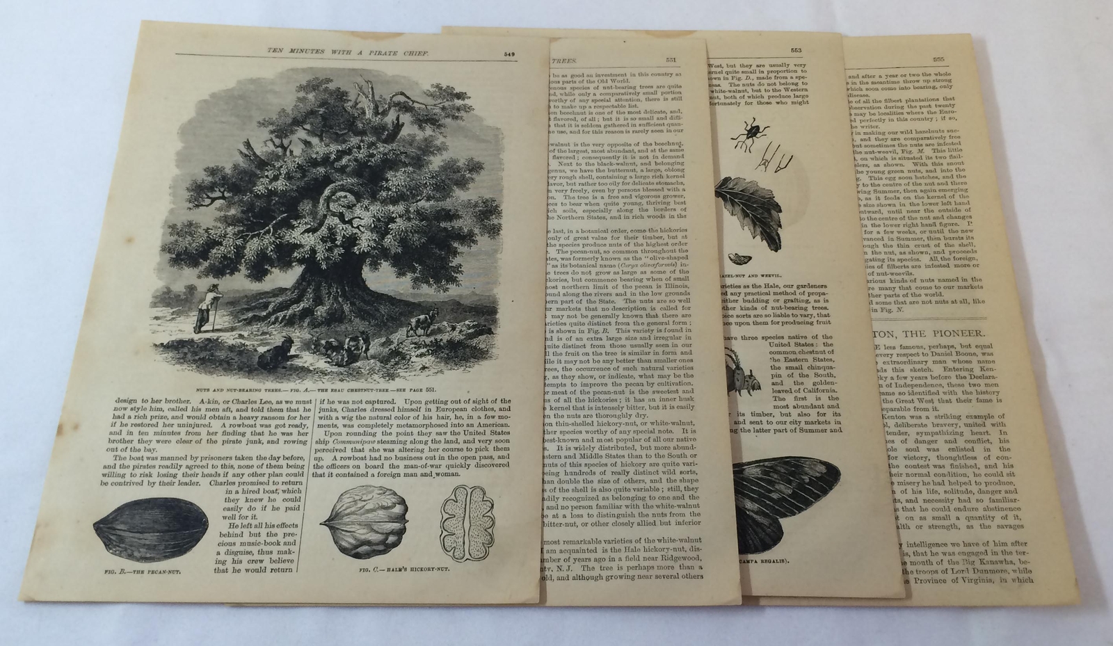 1880 article ~ NUTS AND NUT BEARING TREES 1880 article ~ NUTS AND NUT BEARING TREES