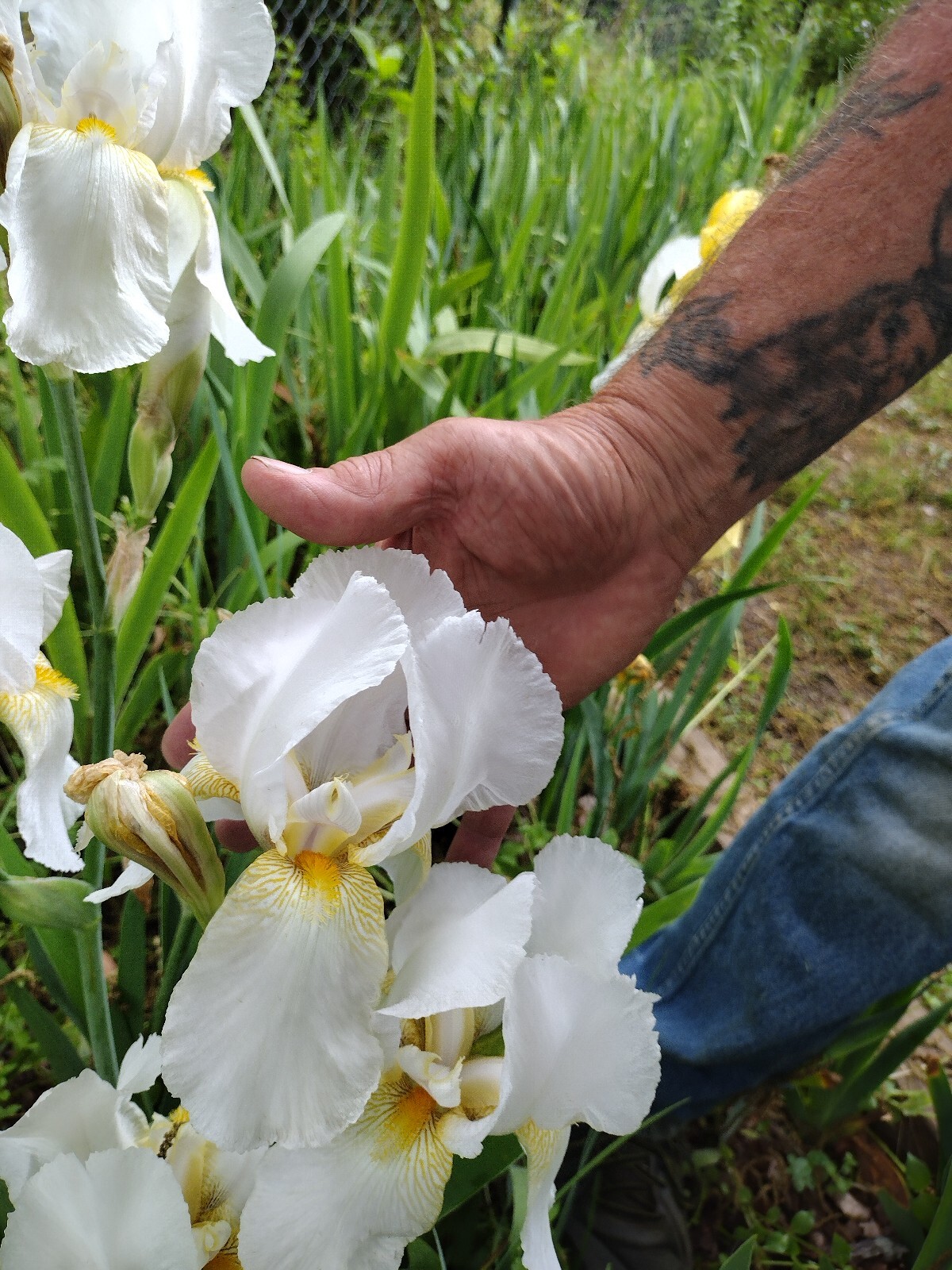 50x  Fresh Bearded Iris Rhizomes Mixed Varieties