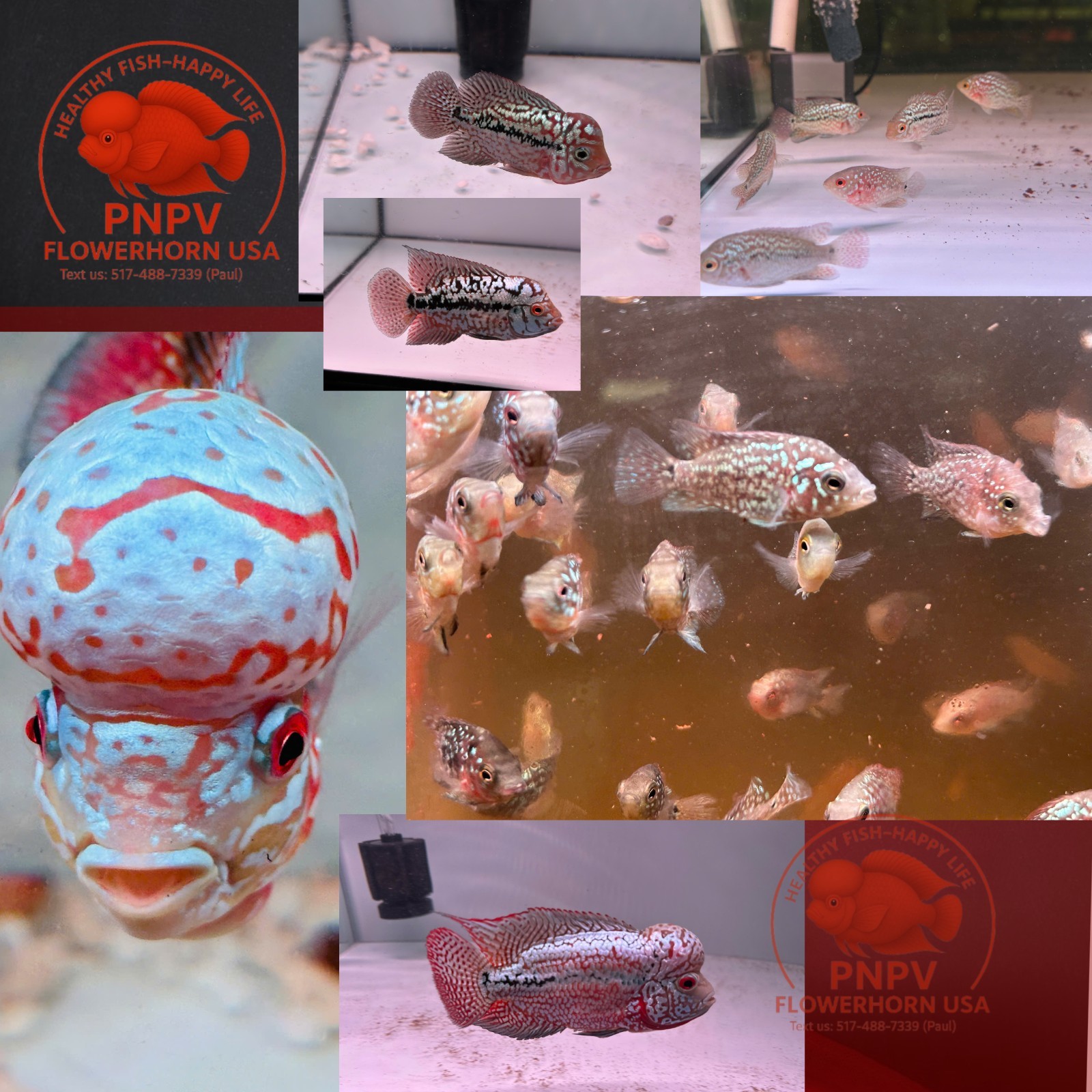 Fry Size Kamfa Flowerhorn Fish | Baby Kamfa | Live Aquarium - Buy 3 Get 1 Free