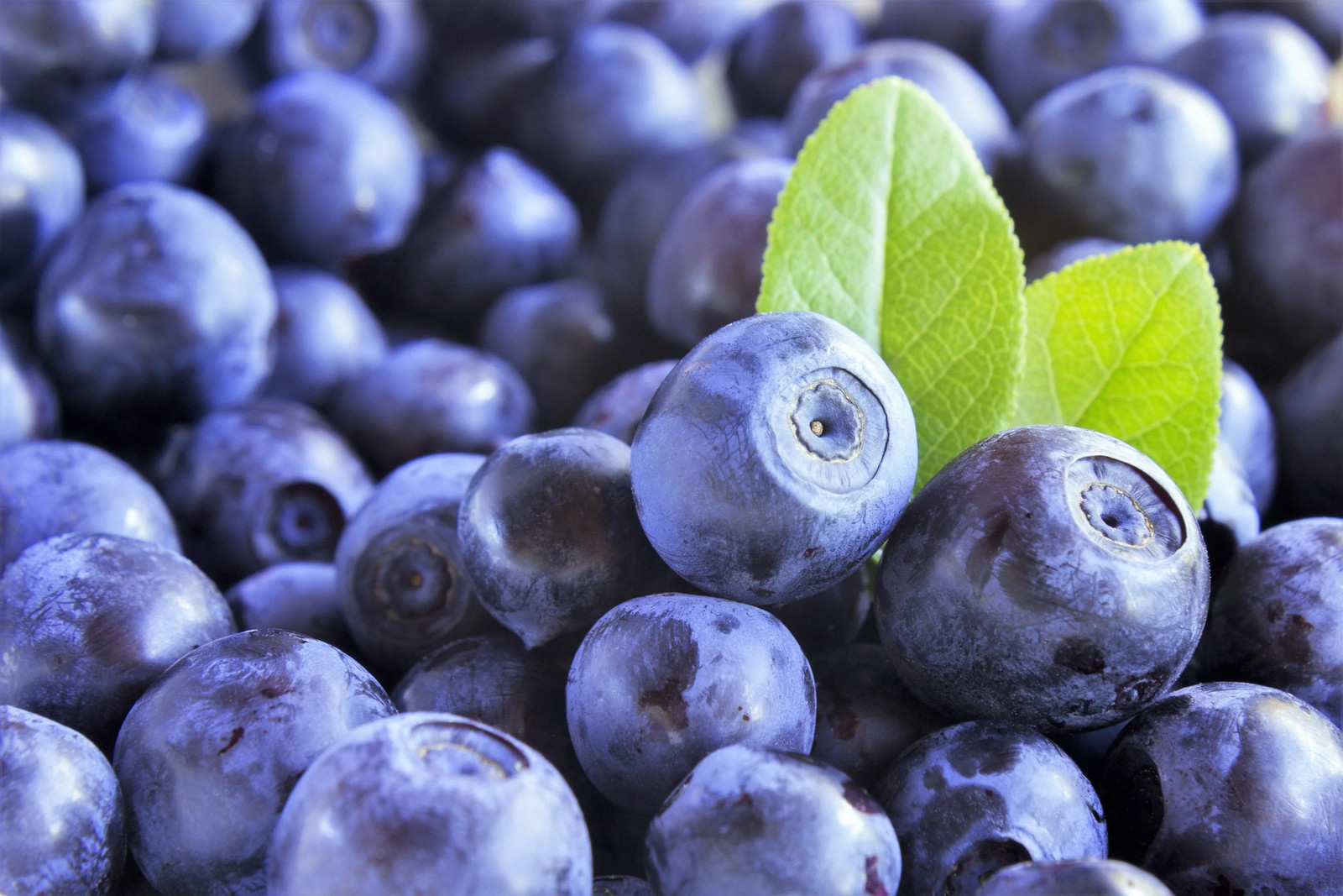 20 DWARF BILBERRY Vaccinium Caespitosum Whortleberry Blue Berry Fruit Shrub Seed