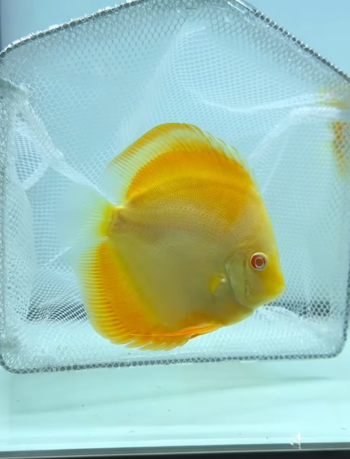 Albino Yellow Diamond 3.5-4\