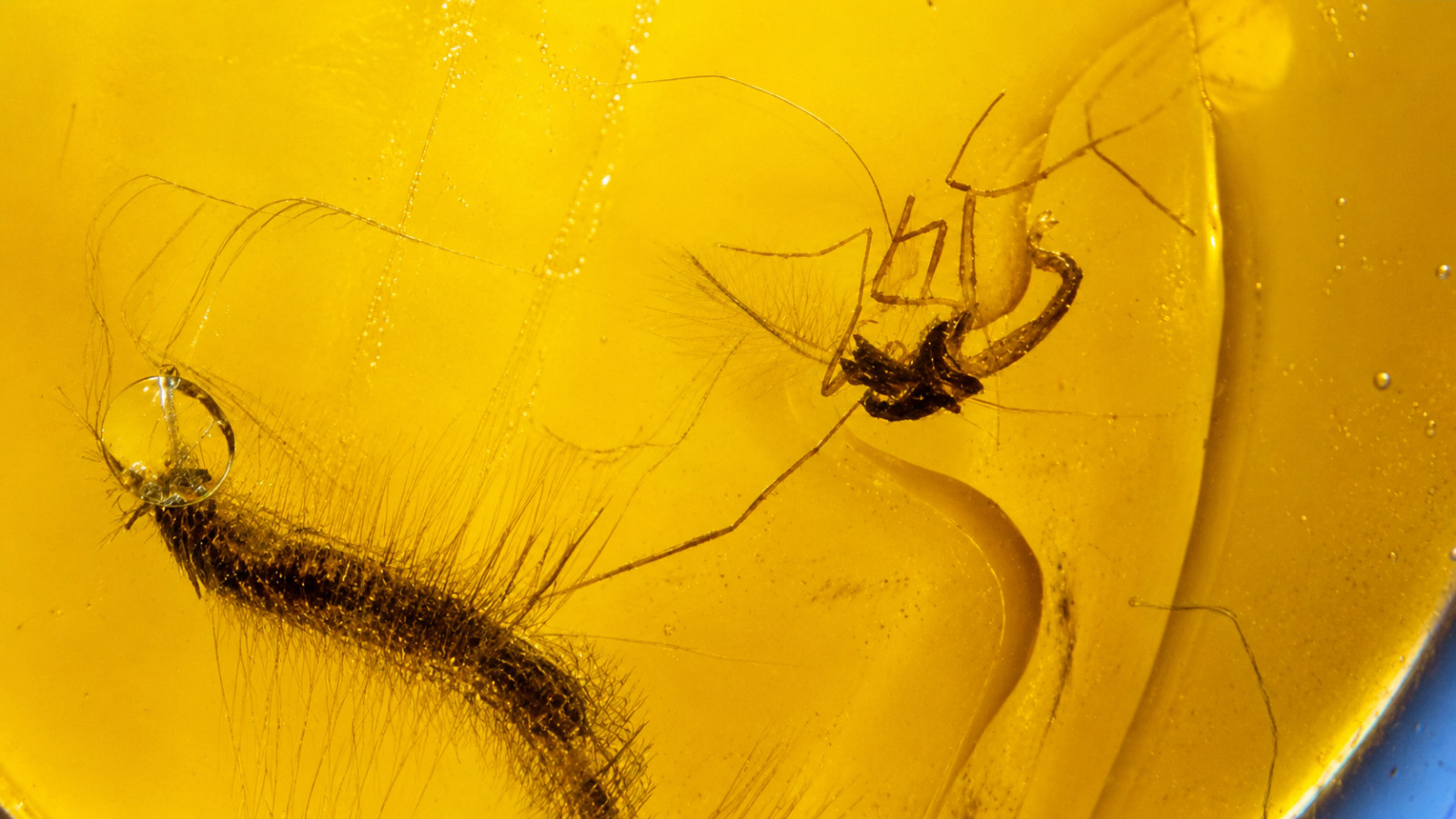 Genuine Spider Hairy Larva In Dominican Amber Fossils/Insects 22mm 1.2g