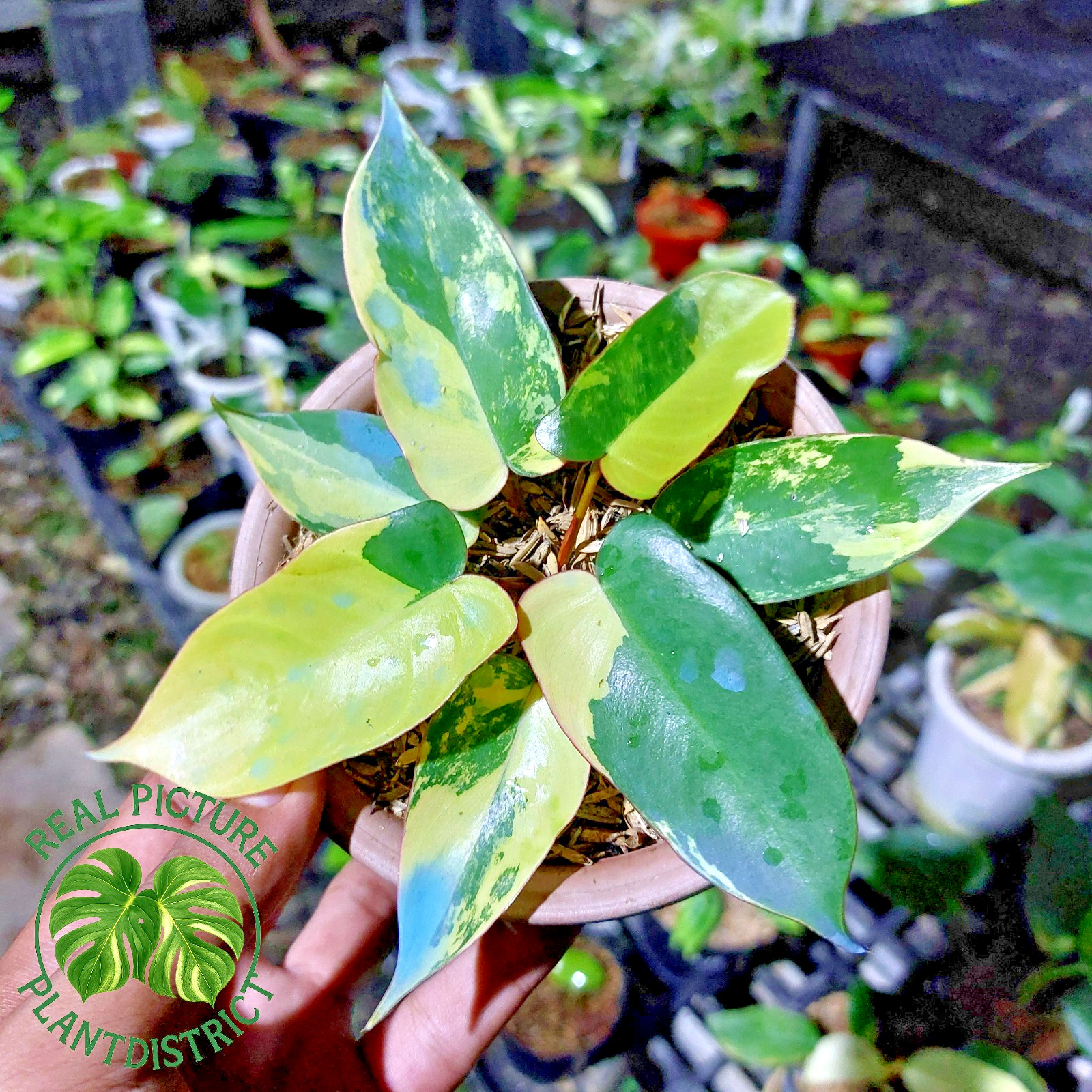 Real Photo Philodendron Brown Beauty Florida Beauty X Black Billitiae Variegated