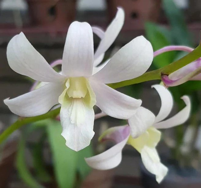 Dendrobium Jaquelyn Thomas ‘Uniwai Mist’ Orchid – White Dendrobium Plant