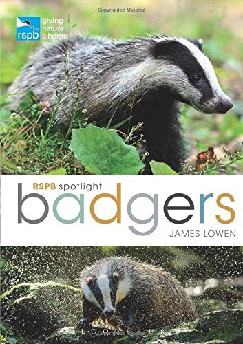 Rspb Spotlight: Badgers By James Lowen