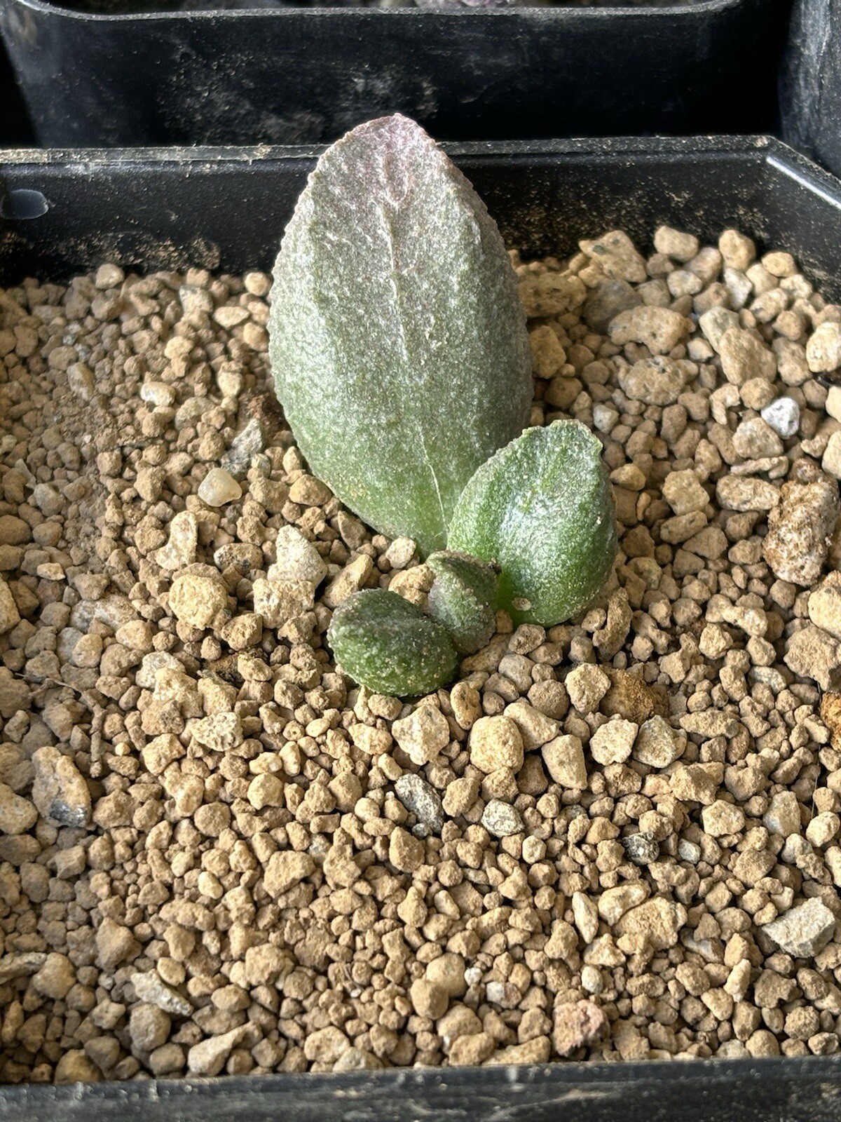 adromischus marianiae cv