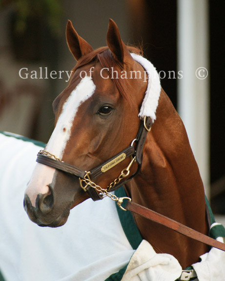 California Chrome Portrait Photo 8\