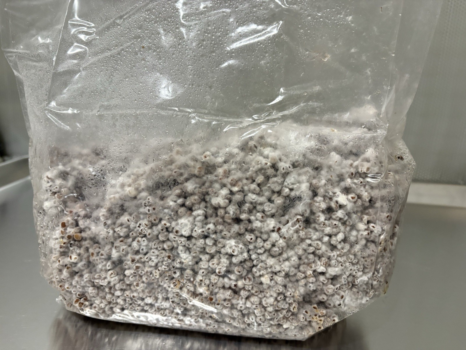 Chestnut Mushroom Grain Spawn – 3 lb Fully Colonized Sorghum (Milo)