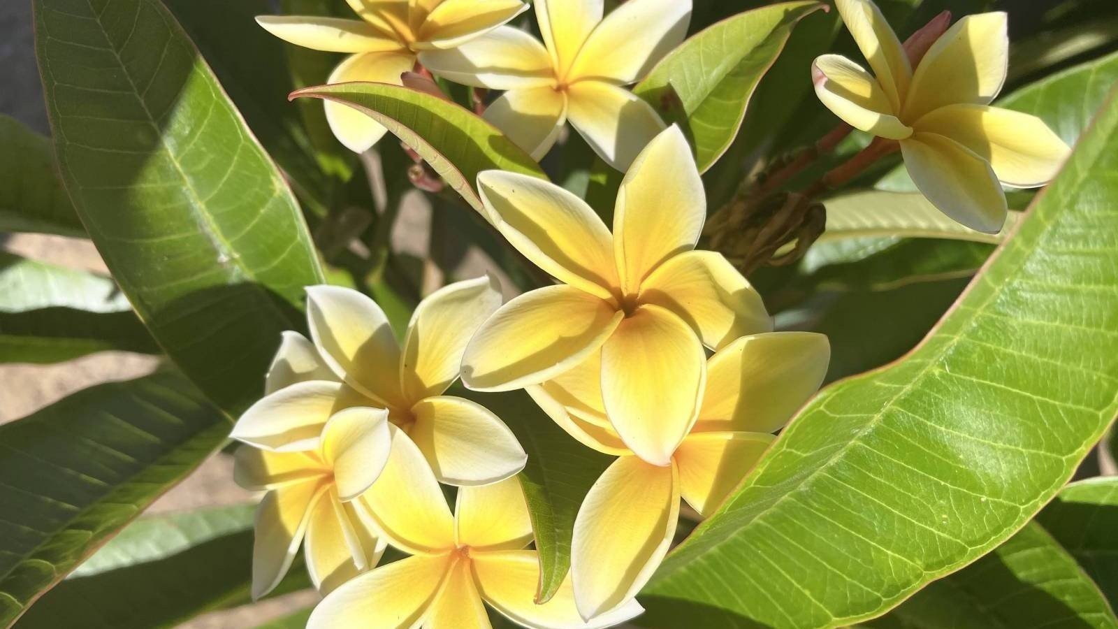 Plumeria Frangipani Flowering Plant 20 Yellow Cuttings