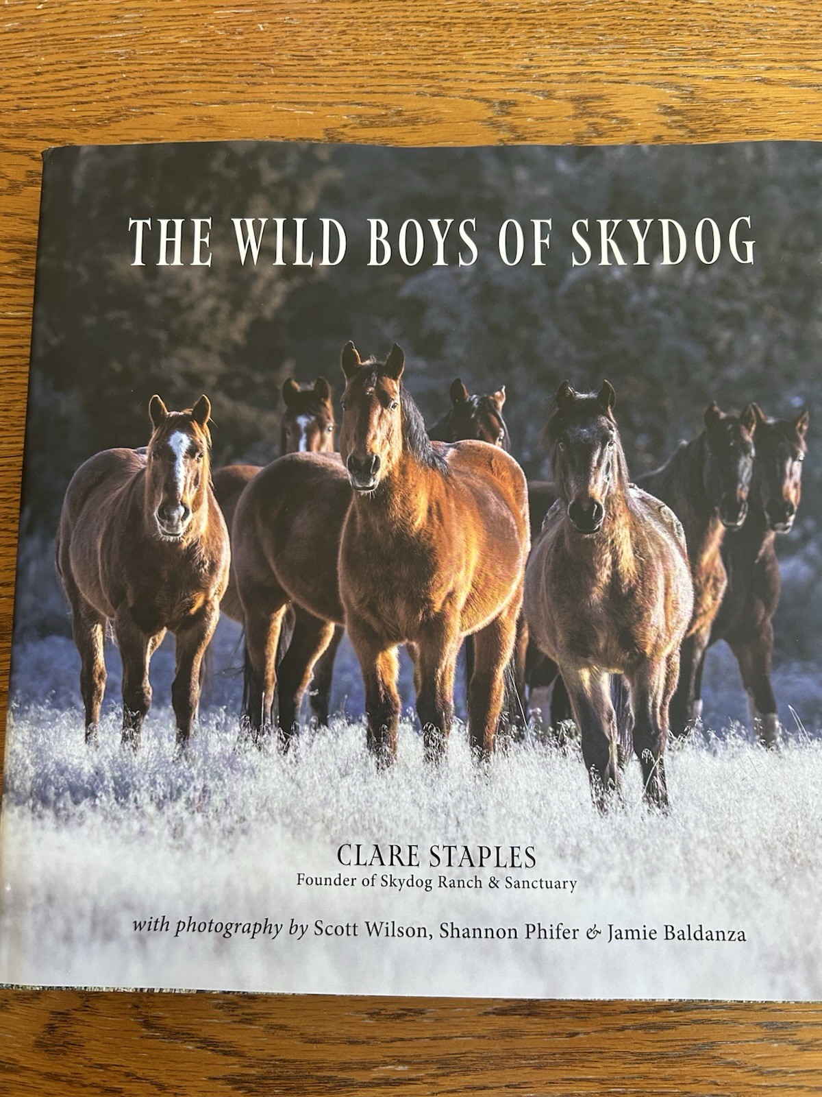 The Wild Boys of Skydog by Clare Staples Hardcover Book The Wild Boys of Skydog by Clare Staples Hardcover Book
