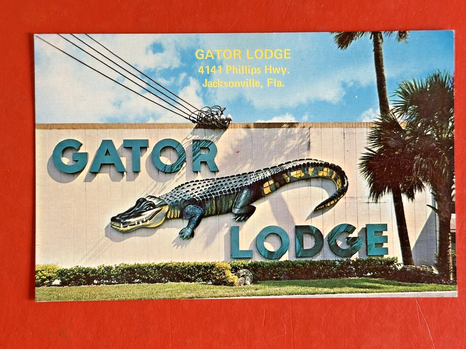 GATOR LODGE MOTEL ~ JACKSONVILLE FLORIDA JAX  Vintage Unused Postcard