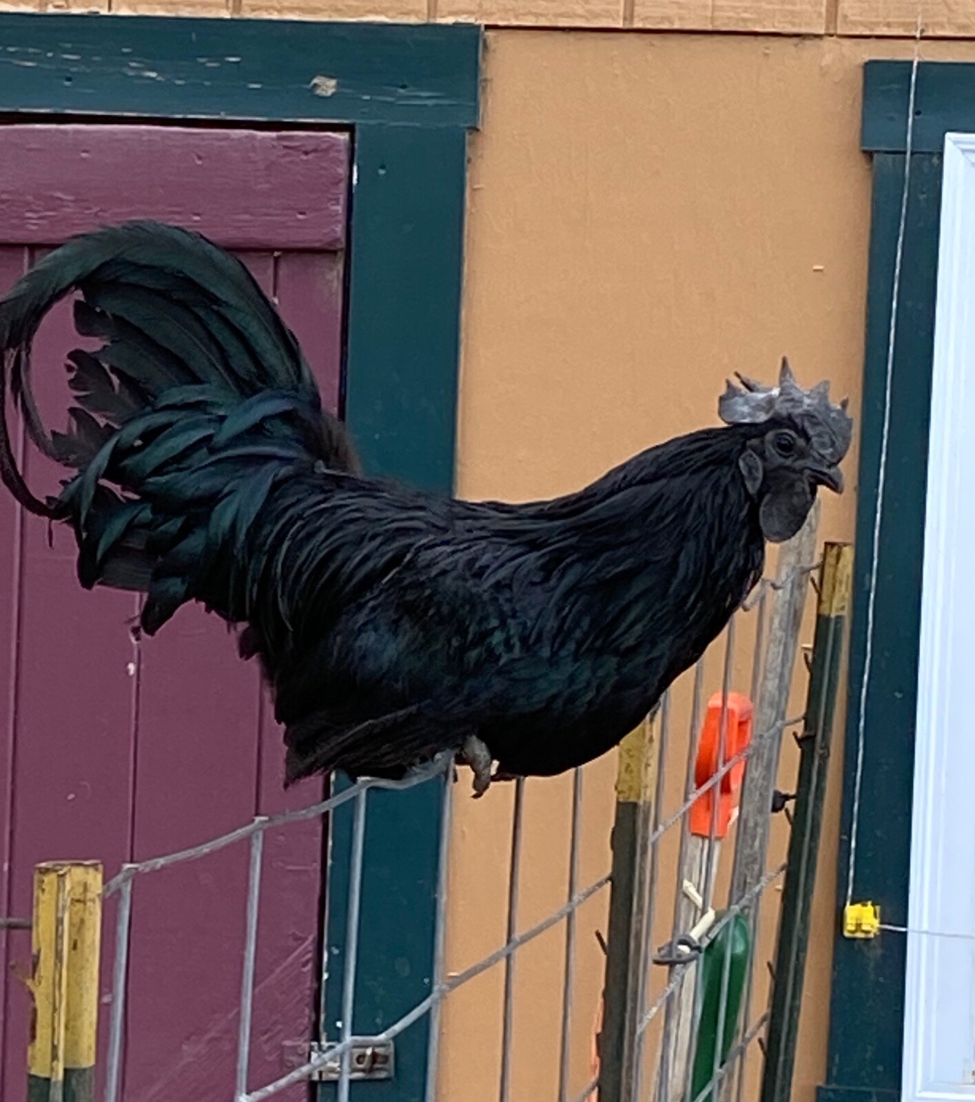 12+ Fertile Rare Ayam Cemani Chicken Hatching Eggs 12+ Fertile Rare Ayam Cemani Chicken Hatching Eggs