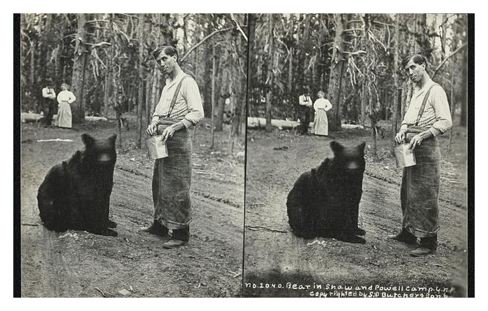 Yellowstone Shaw and Powell Camp Standard Postcard Yellowstone Shaw and Powell Camp Standard Postcard