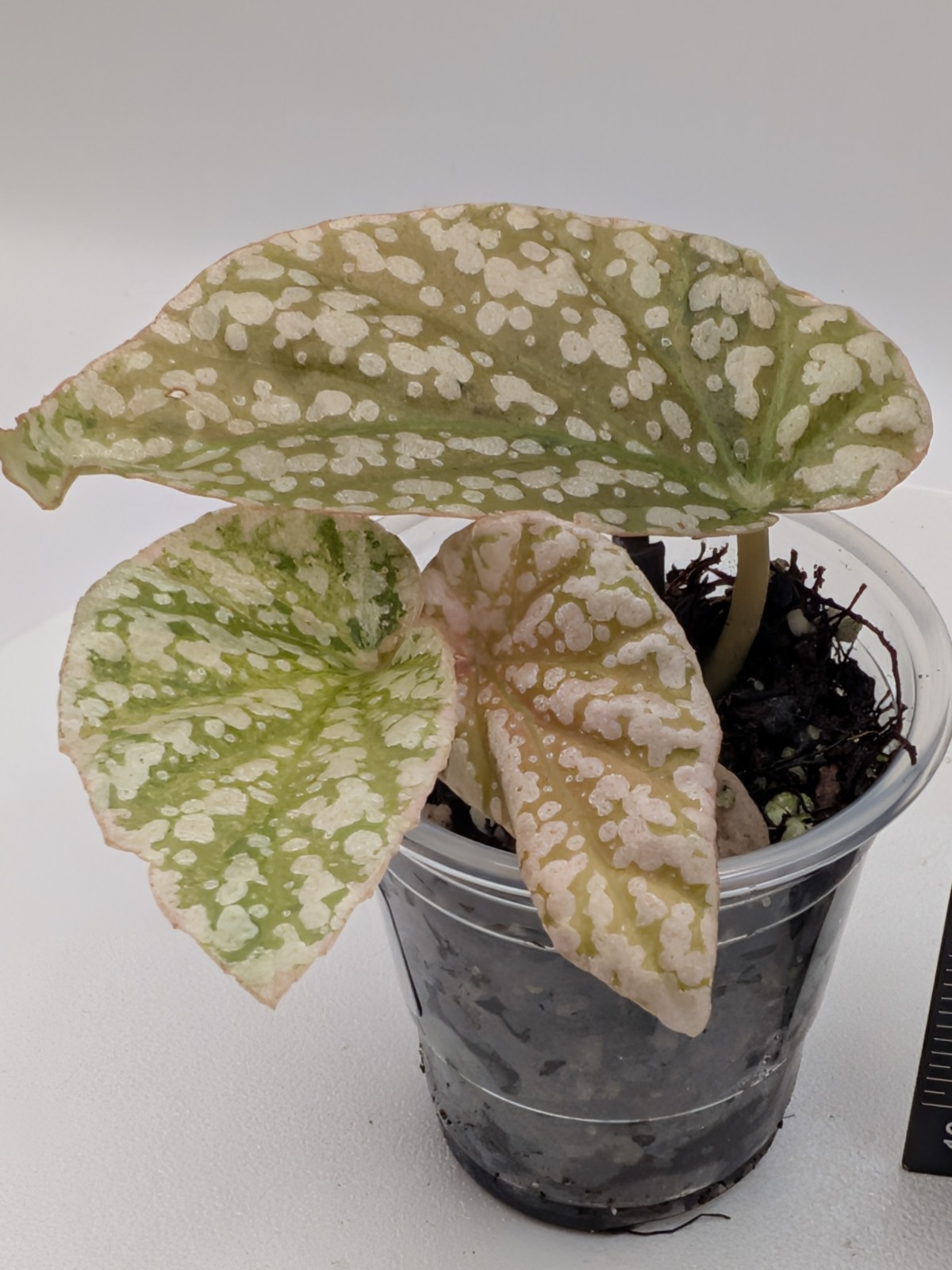 🦄 Variegated Begonia Snow Capped PINK- SMALL, Lightly Rooted W/New Growth