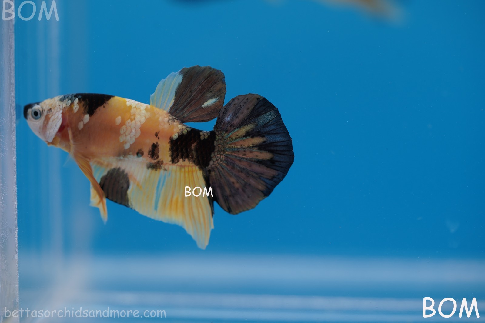 ULTRA RARE I BETTA FANCY COPPER GALAXY HMPK BUMBLEBEE | BOM-B27