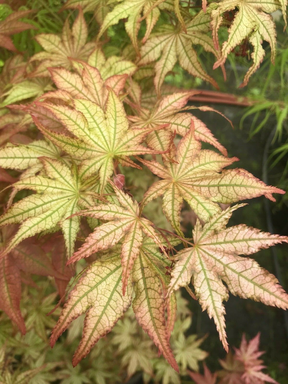 Japanese Maple PEACHES AND CREAM TWO YEAR AMAZING RARE