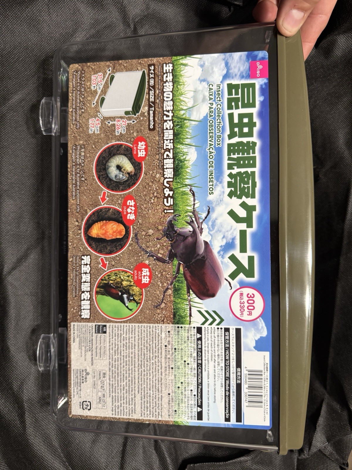 Rhino Beetle Rearing Observation Container HERCULES XYLOTRUPES ALLOMRINA USA Rhino Beetle Rearing Observation Container HERCULES XYLOTRUPES ALLOMRINA USA