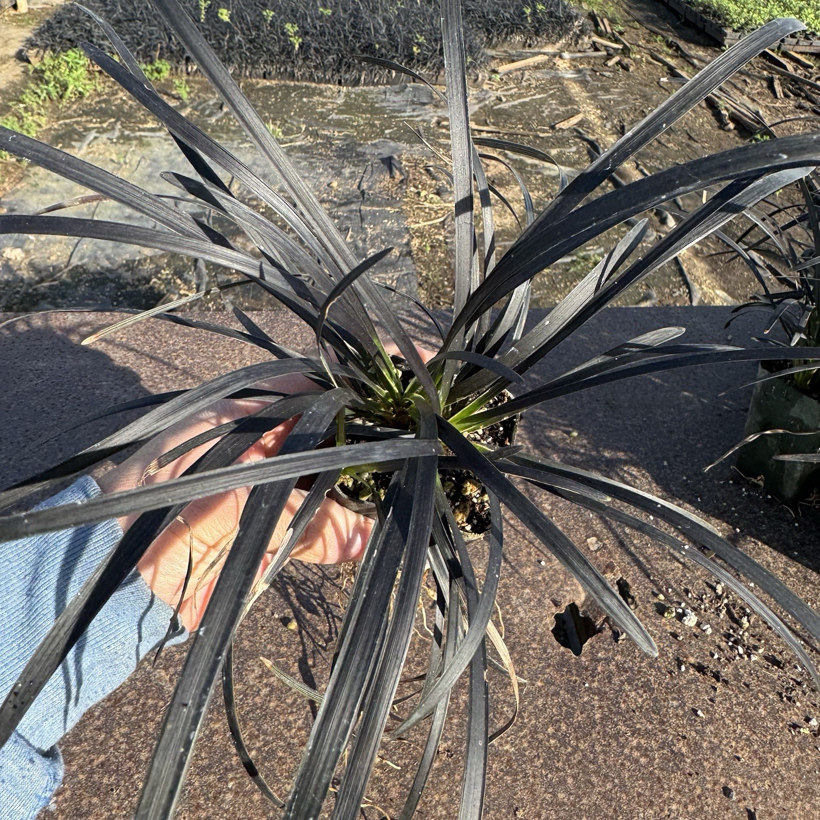 3-PACK, Black Mondo Grass, Ophiopogon planiscapus \'Nigrescens\', 3 Live Plants