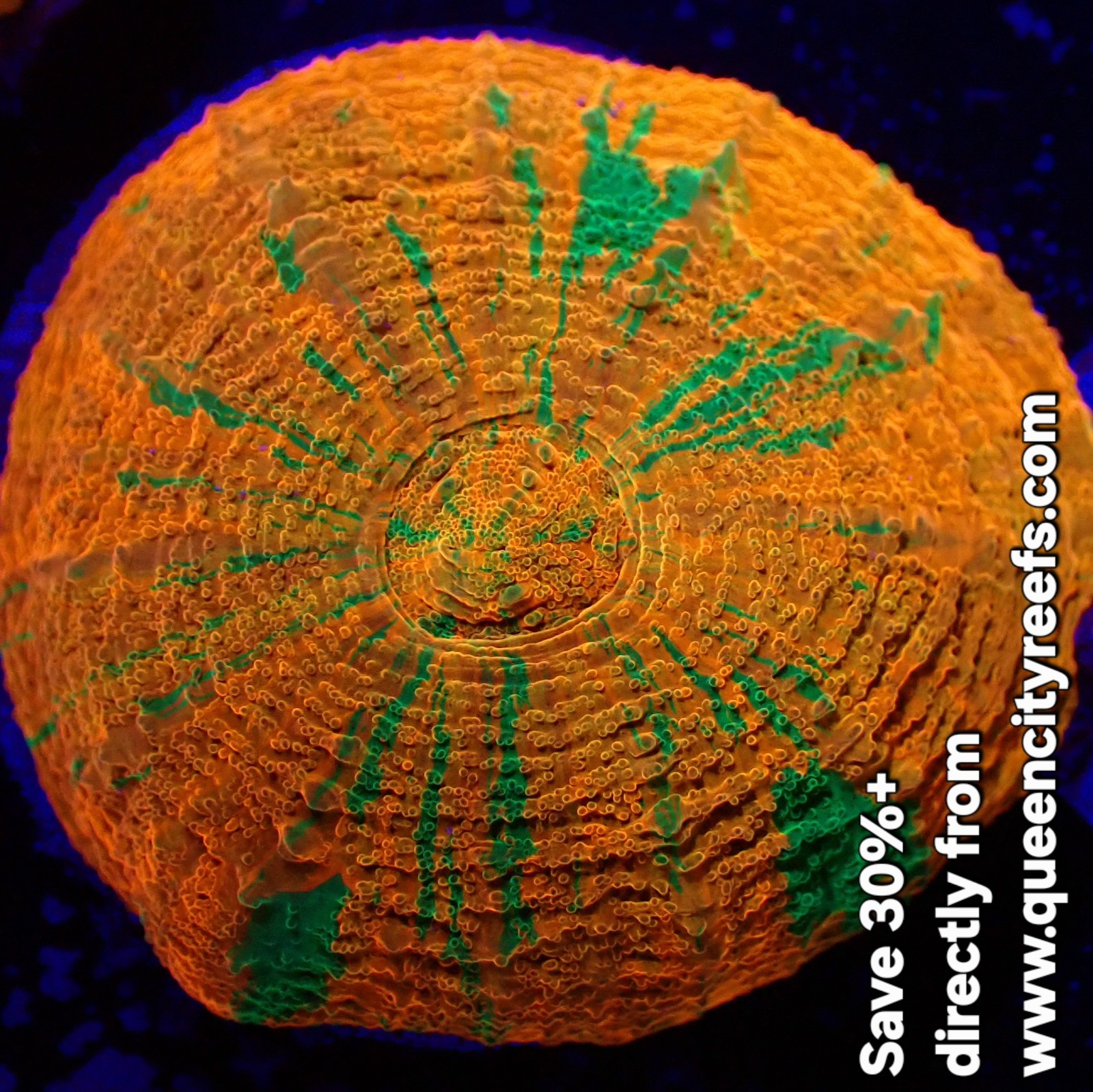 WYSIWYG Captive Bred Reverse Bleeding Apple Scolymia Australis LPS Coral (S)