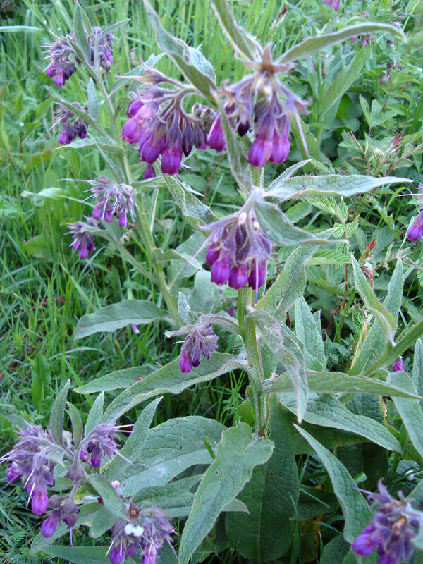 Live Freash Organic Comfrey Roots for Planting 15PCS Roots