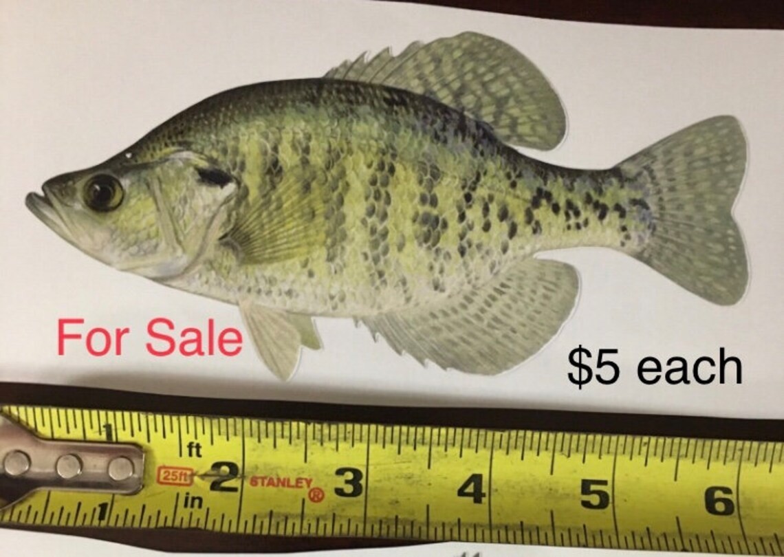 Crappie Decal 6 inch gray and white realistic looking by Crappie Pro Bead Jigs