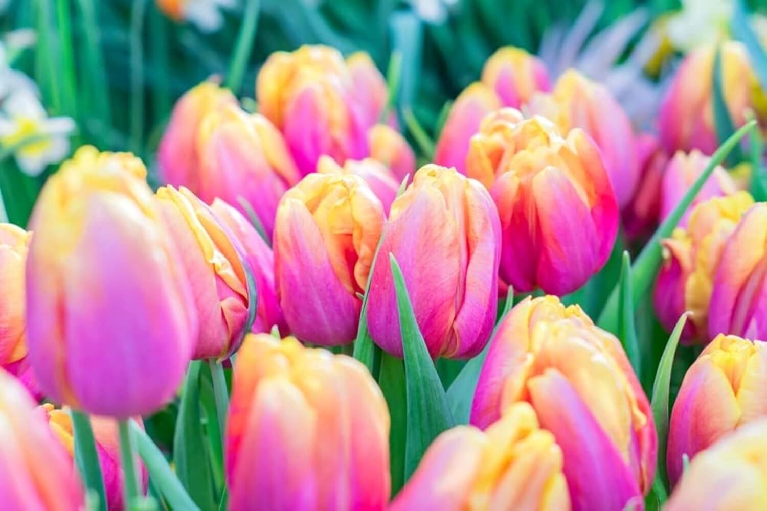 Pink Passion Tulip Bulbs for Planting