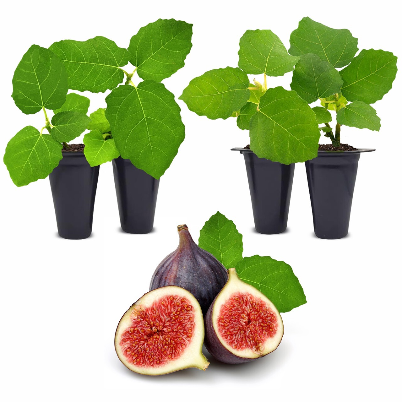 Fig Tree.  Set of 4 starter plants.