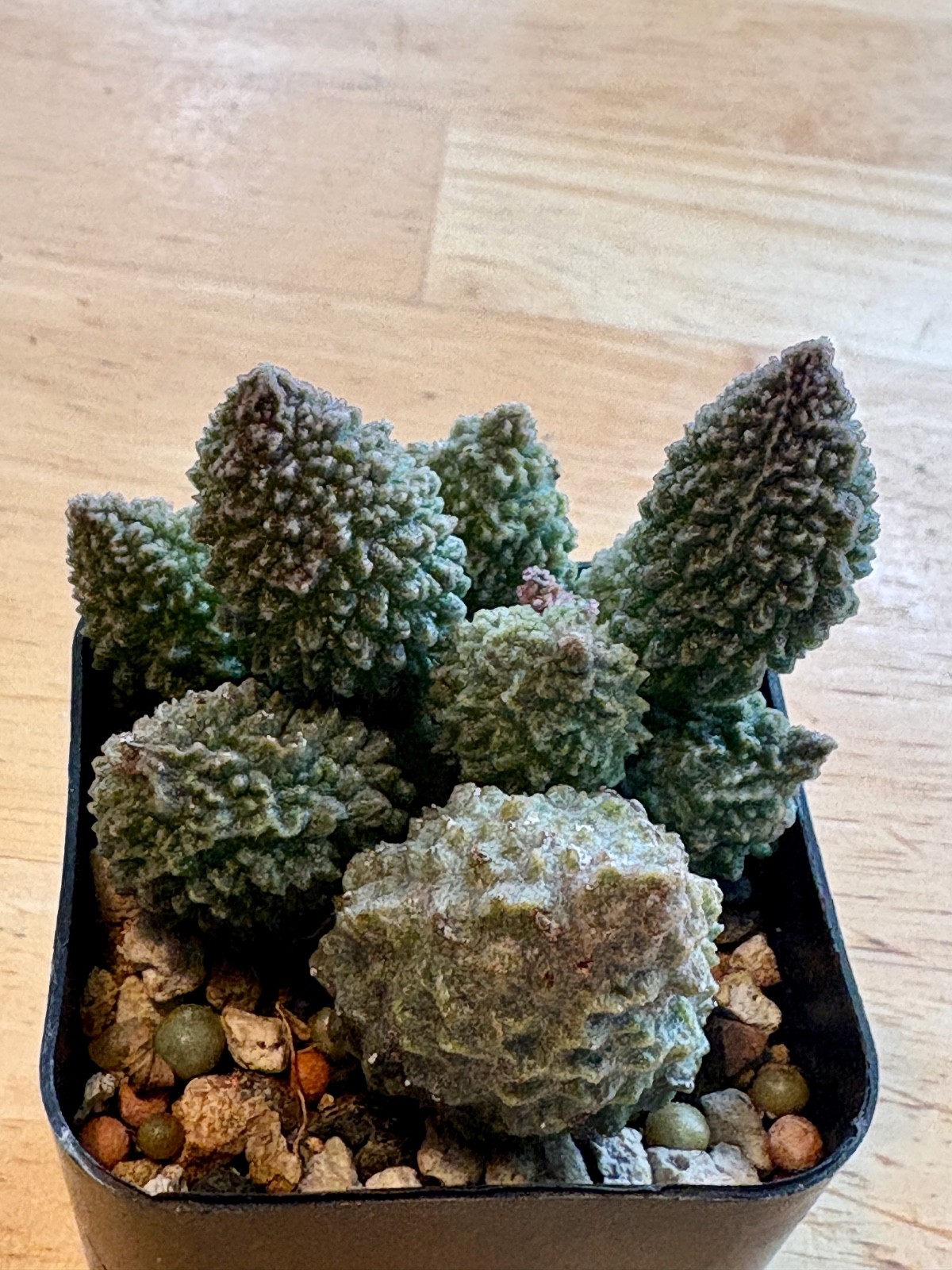 Adromischus Marianiae  herrei ex Hammer succulent cactus