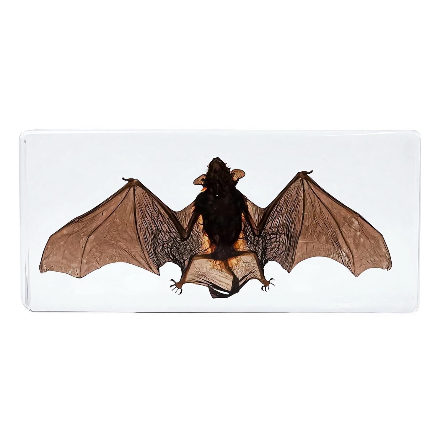 Real Bat In Resin Block Oddities Halloween Weird Creepy Strange Mystical Science