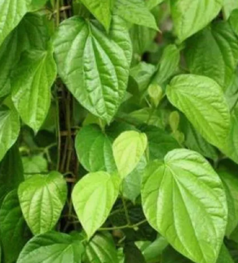 Pure natural organic Sri Lanka,Dried Betel leaf leaves 10 leaves