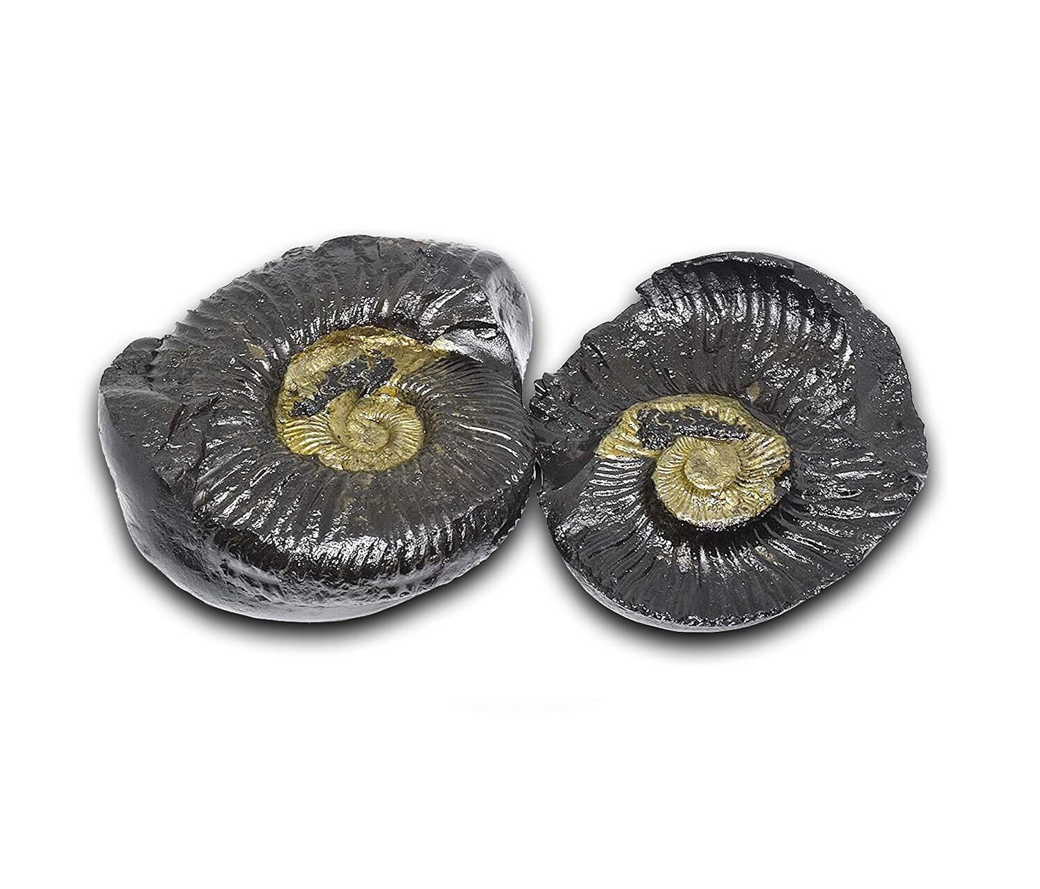 Natural Shaligram Stone / Shila AAA Quality from Gandaki River Nepal